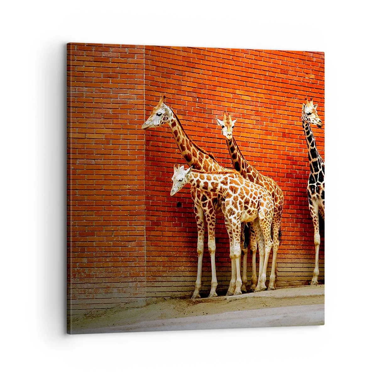 Obraz na płótnie - Widzicie jakąś akację? - 60x60 cm