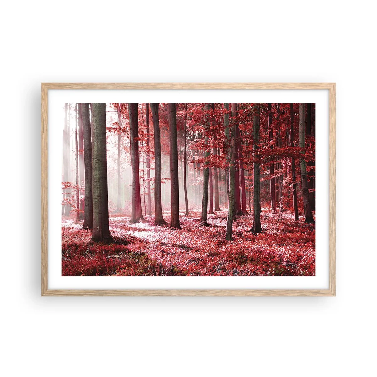 Plakat w ramie jasny dąb - Czerwony równie piękny - 70x50 cm