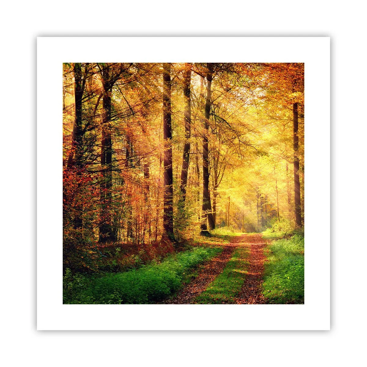 Plakat - Leśno-złota cisza - 40x40 cm