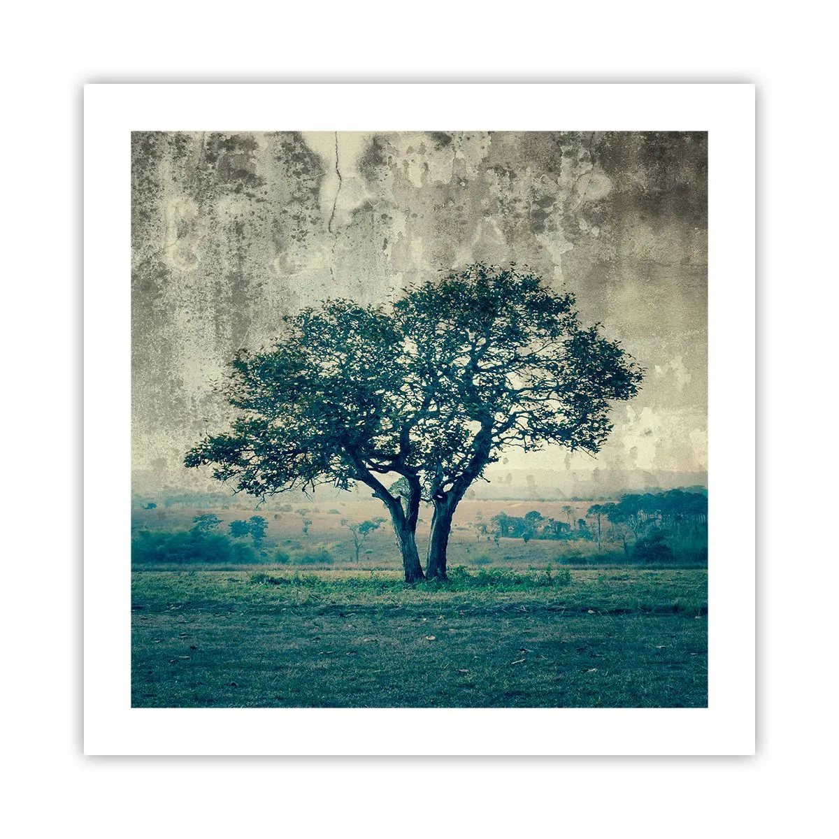 Plakat - Jabłoń na błękitnym błoniu? - 50x50 cm