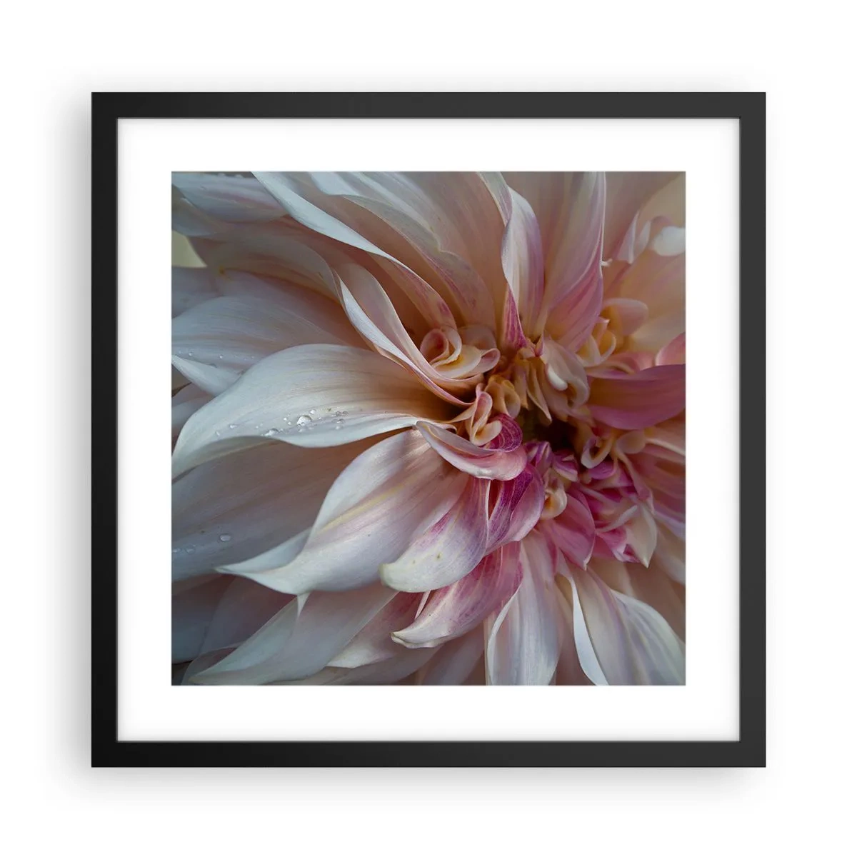 Plakat w czarnej ramie - Kwitnąca świeżość - 40x40 cm