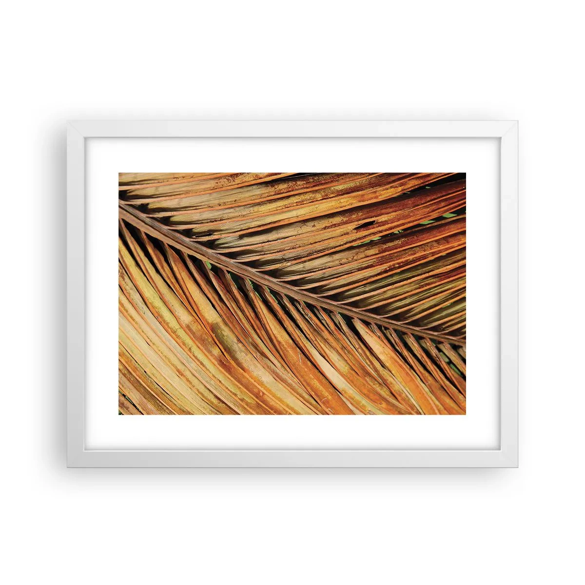 Plakat w białej ramie - Kokosowe złoto - 40x30 cm
