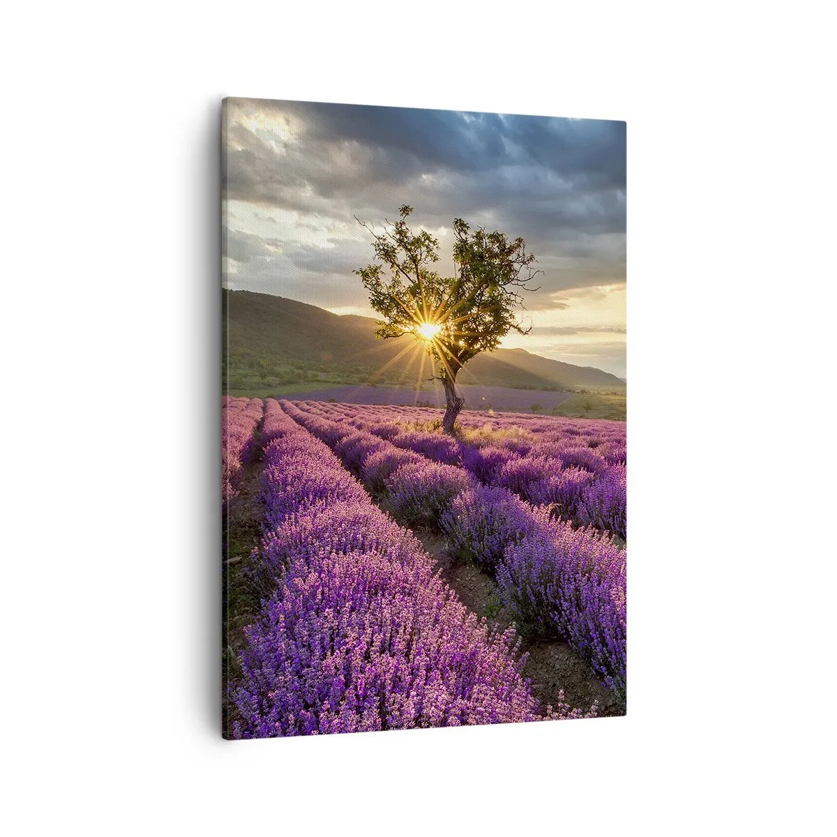 Obraz na płótnie - Pole lawendy z samotnym drzewem o zachodzie słońca - 50x70cm - Aromat w kolorze lila - Nowoczesna dekoracja ścienna do salonu, kuchni i sypialni ARTTOR