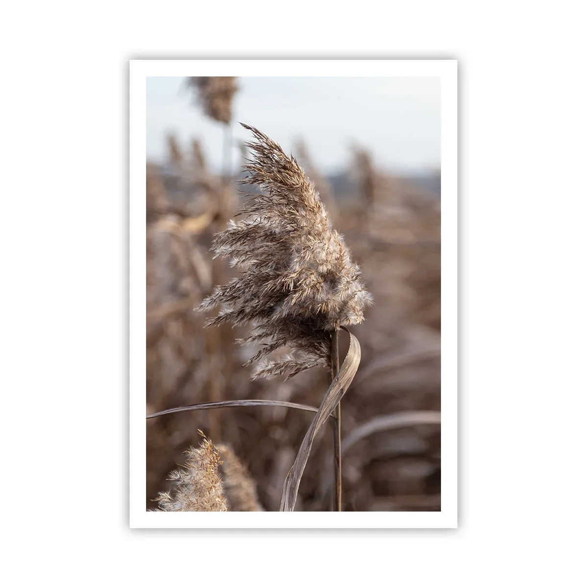 Plakat - Czas odlecieć z wiatrem - 70x100 cm