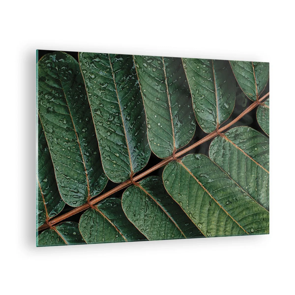 Obraz na szkle - Zbliżenie na zielone liście z kroplami wody - 70x50cm - W zielonym rytmie - Nowoczesna dekoracja ścienna do salonu i sypialni ARTTOR