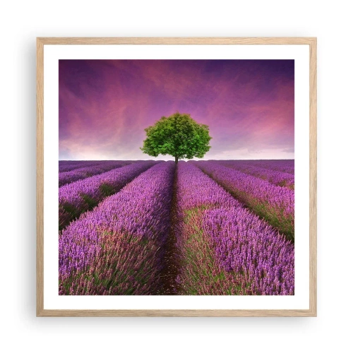 Plakat w ramie jasny dąb - Na lawendowych polach - 60x60 cm