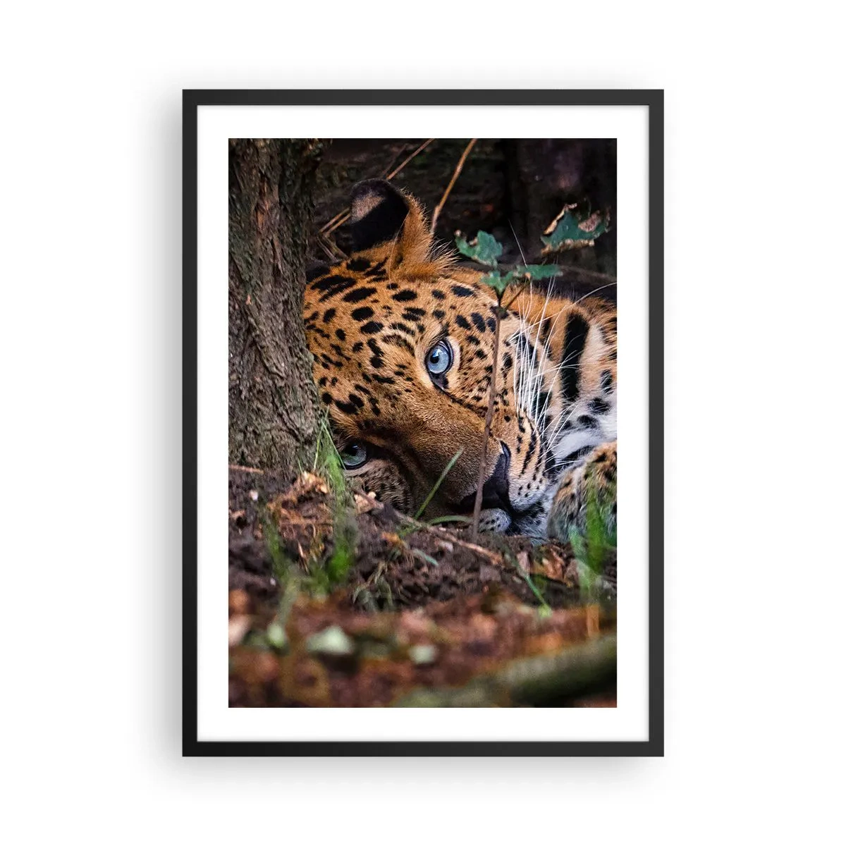 Plakat w czarnej ramie - Leżący lampart z intensywnie niebieskimi oczami - 50x70cm - Zaufaj mi - Nowoczesna dekoracja ścienna do salonu i sypialni ARTTOR