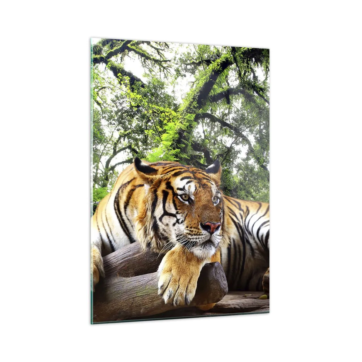 Obraz na szkle - Tygrys odpoczywający w zielonym tropikalnym lesie - 50x70cm - Z wyrazami szacunku - Nowoczesna dekoracja ścienna do salonu, kuchni i sypialni ARTTOR