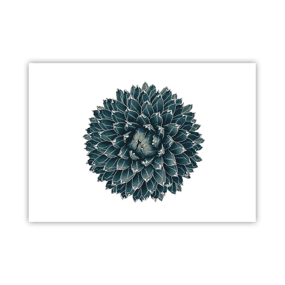Plakat - Symetryczna roślina sukulenta na białym tle - 100x70cm - Gwiazda pustyni - Nowoczesna dekoracja ścienna do salonu i sypialni ARTTOR