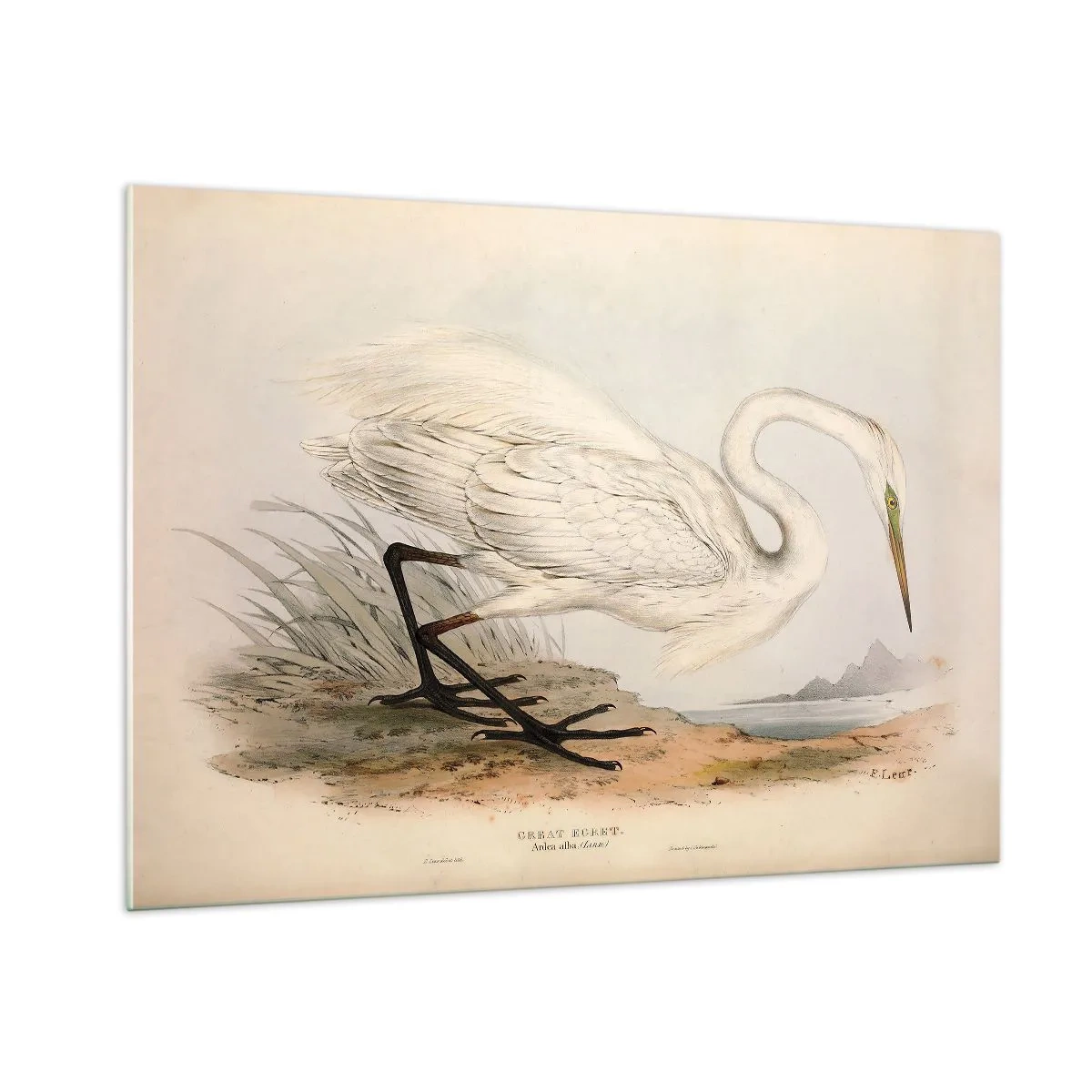 Obraz na szkle - Ilustracja białej czapli w stylu vintage nad brzegiem wody - 100x70cm - Pani na szuwarach - Nowoczesna dekoracja ścienna do salonu, kuchni i sypialni ARTTOR