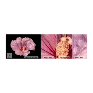 Fototapeta Próbka Standard Eco - Prosto do serca - Kwiat, Sztuka, Grafika - 100x30 cm