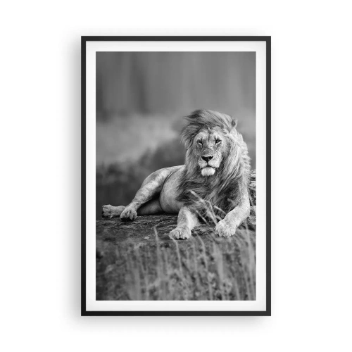 Plakat w czarnej ramie - Królewska sjesta - 61x91 cm