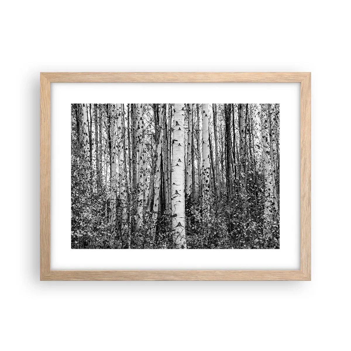 Plakat w ramie jasny dąb - Brzozowa kolumnada - 40x30 cm