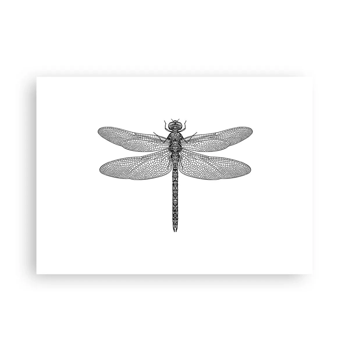 Plakat - Precyzja natury - 70x50 cm