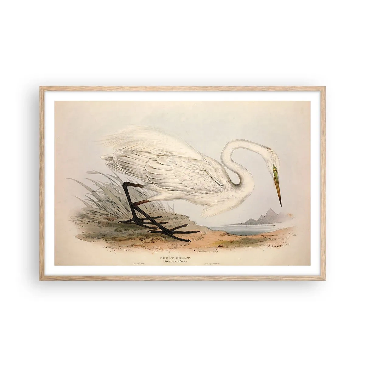 Plakat w ramie jasny dąb - Pani na szuwarach - 91x61 cm