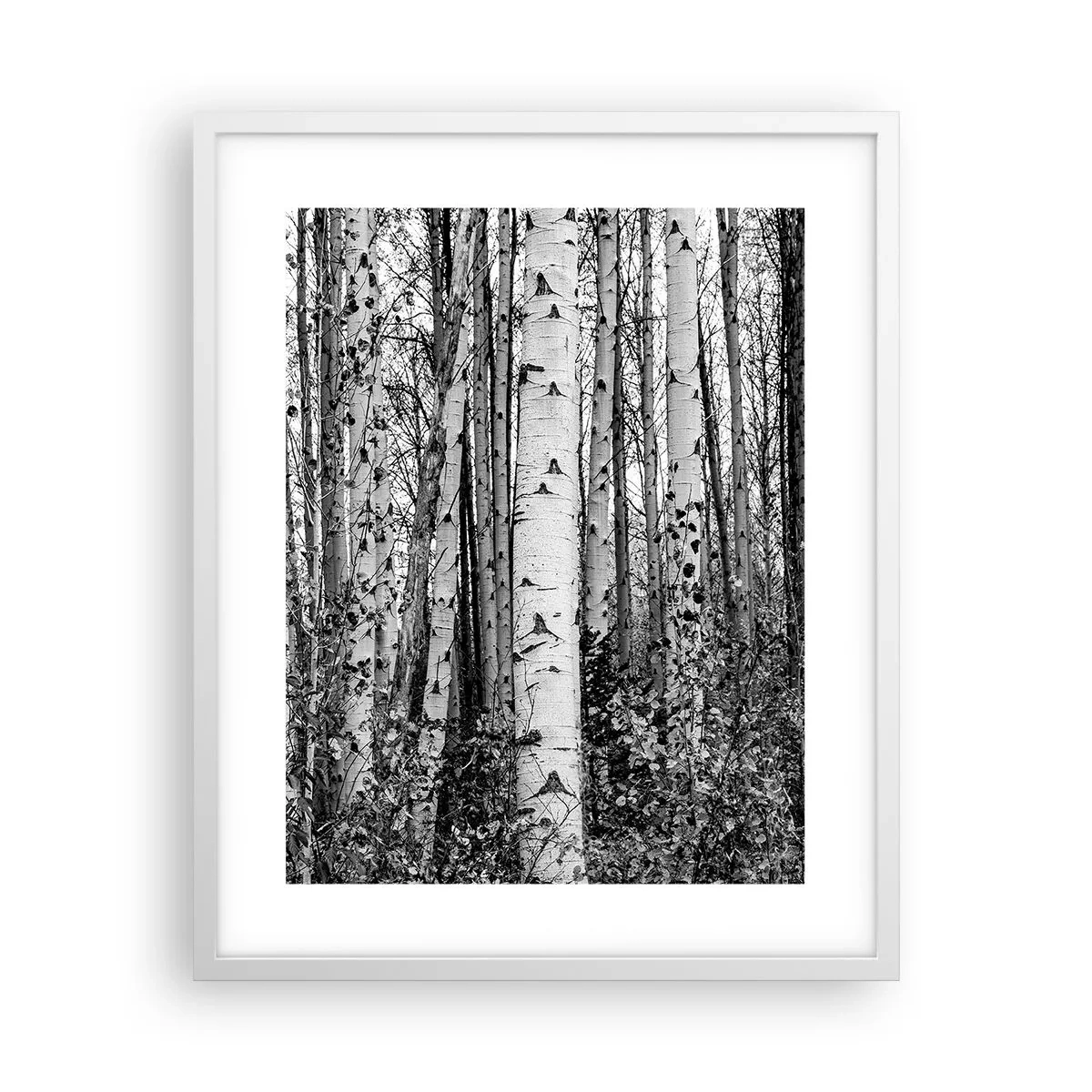 Plakat w białej ramie - Brzozowa kolumnada - 40x50 cm