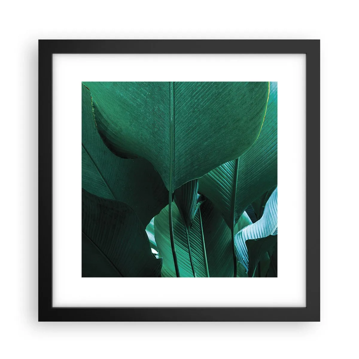 Plakat w czarnej ramie - Zwrócone do światła - 30x30 cm