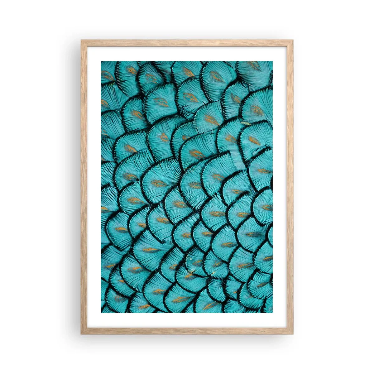 Plakat w ramie jasny dąb - Wielka gala piór - 50x70 cm