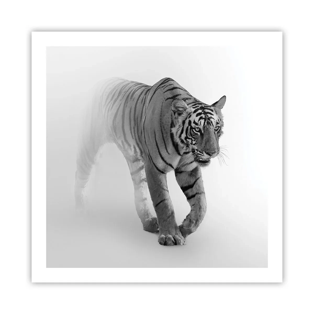 Plakat - Przyczajony we mgle - 60x60 cm