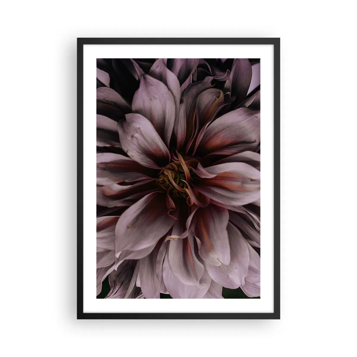 Plakat w czarnej ramie - Detale ciemnoróżowego kwiatu w zbliżeniu - 50x70cm - Kwietne serce - Nowoczesna dekoracja ścienna do salonu i sypialni ARTTOR