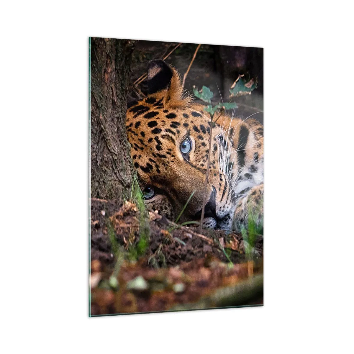Obraz na szkle - Jaguar leżący na ziemi, patrzący spokojnie w obiektyw - 50x70cm - Zaufaj mi - Nowoczesna dekoracja ścienna do salonu, kuchni i sypialni ARTTOR