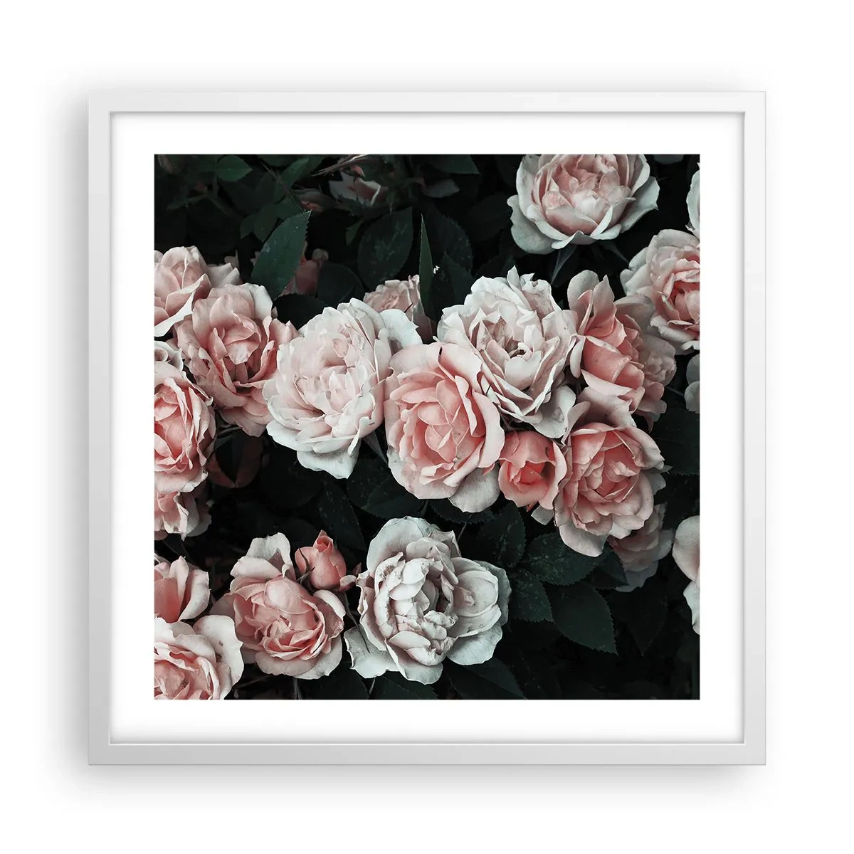 Plakat w białej ramie - Różany ansamble - 50x50 cm