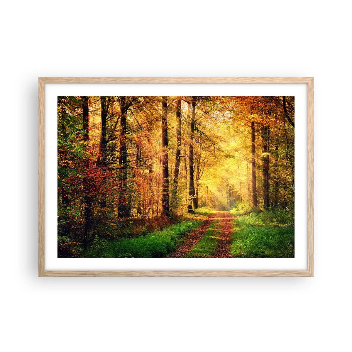 Plakat w ramie jasny dąb - Leśno-złota cisza - 70x50 cm