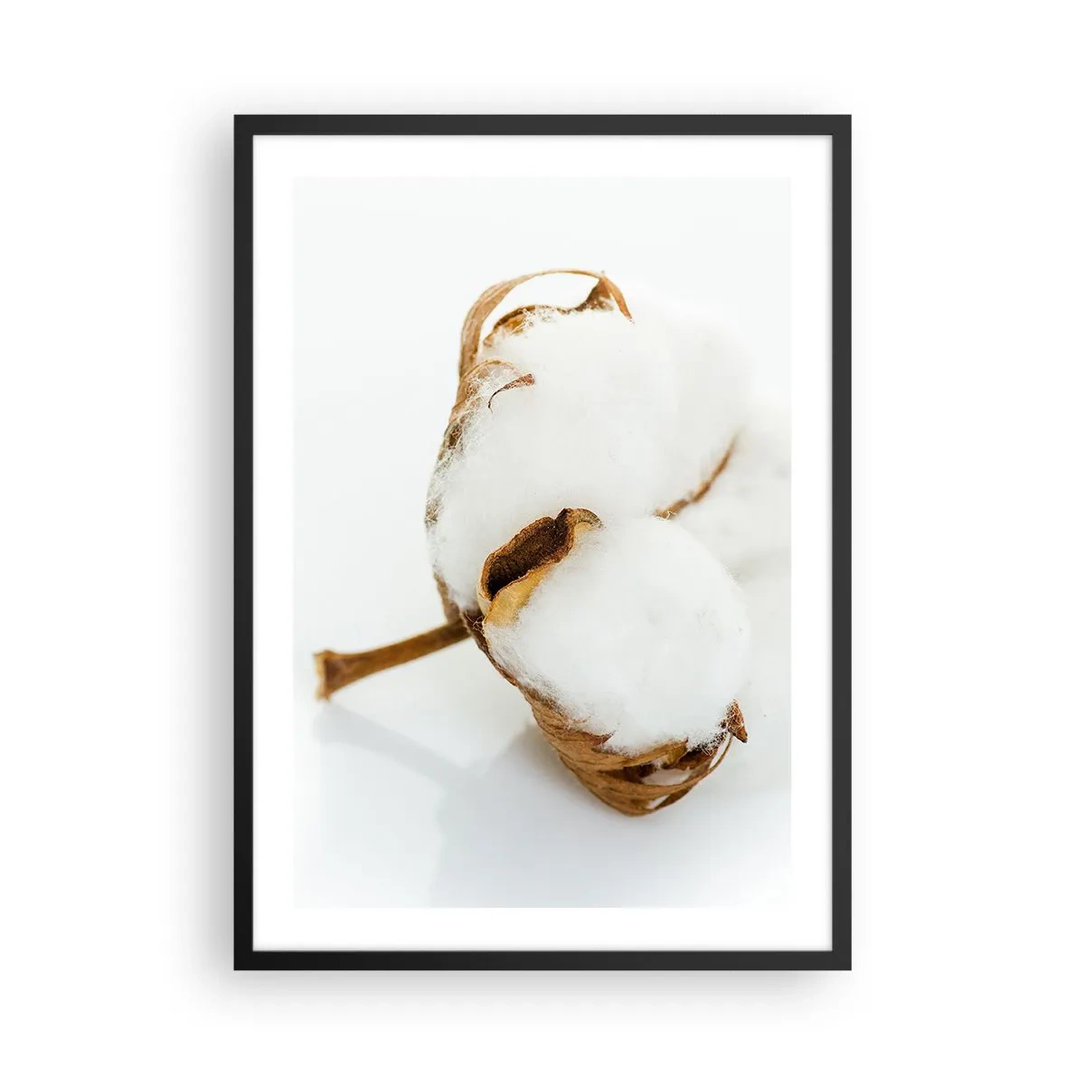 Plakat w czarnej ramie - Zbliżenie na gałązkę bawełny z delikatnymi białymi włóknami - 50x70cm - Miękka z natury - Nowoczesna dekoracja ścienna do salonu i sypialni ARTTOR