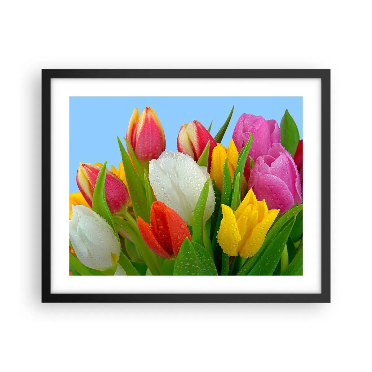 Plakat w czarnej ramie - Kwiatowa tęcza w kroplach rosy - 50x40 cm
