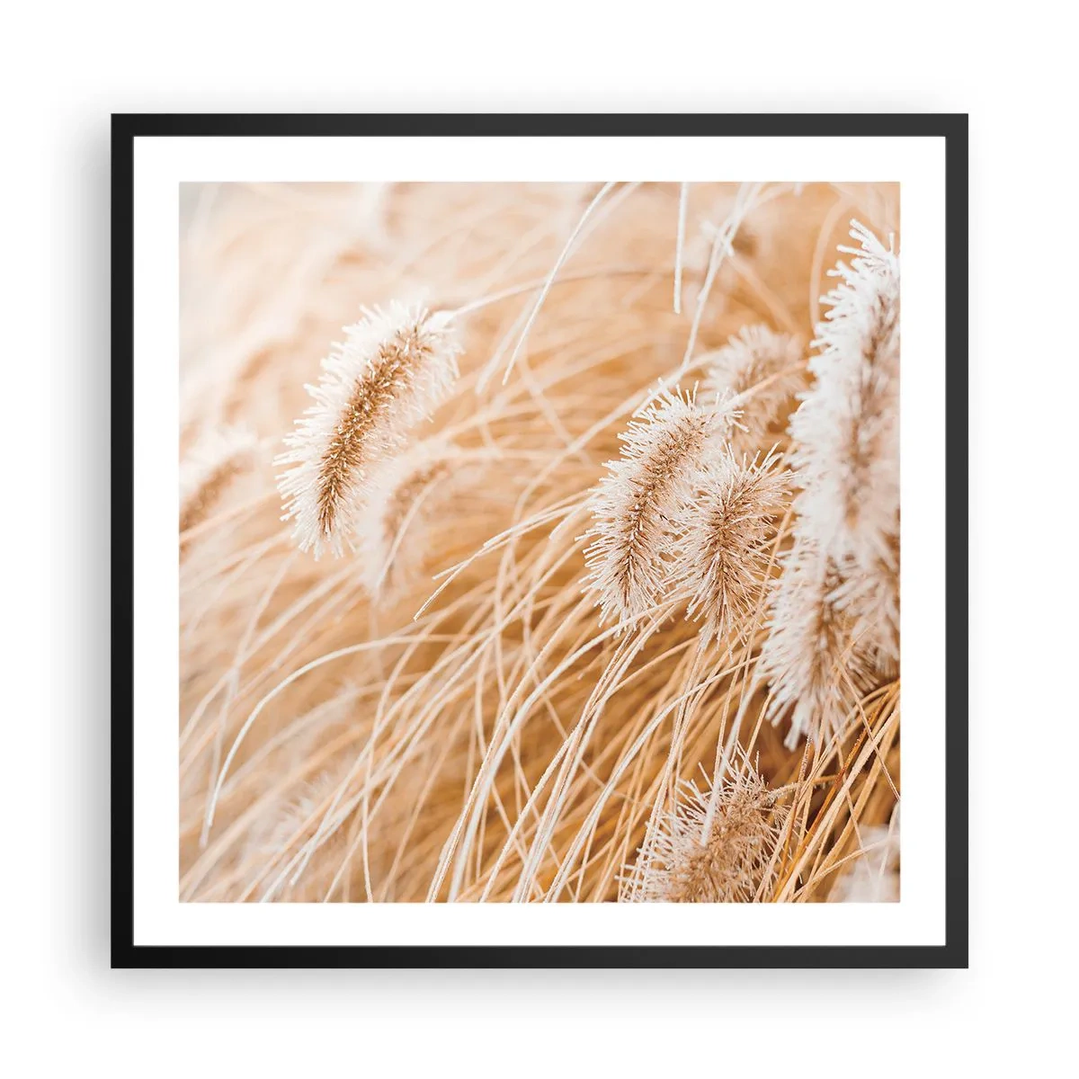 Plakat w czarnej ramie - Złoty szelest traw - 60x60 cm