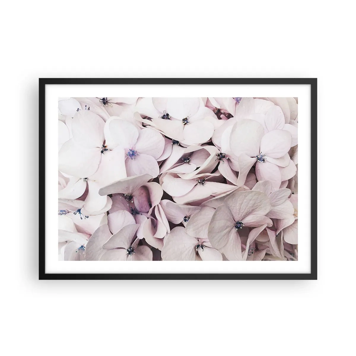 Plakat w czarnej ramie - Delikatne białe hortensje w pastelowej tonacji - 70x50cm - W powodzi kwiatów - Nowoczesna dekoracja ścienna do salonu i sypialni ARTTOR