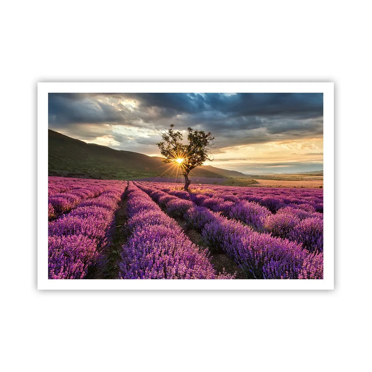 Plakat - Pole lawendy z samotnym drzewem o zachodzie słońca - 100x70cm - Aromat w kolorze lila - Nowoczesna dekoracja ścienna do salonu i sypialni ARTTOR