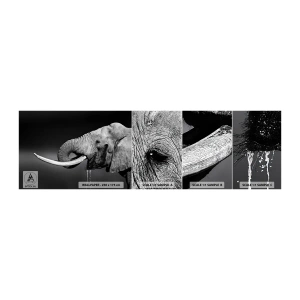 Fototapeta Próbka Samoprzylepna Deluxe Sticker - Tak, teraz dobrze - Zwierzęta, Słoń, Afryka - 100x30 cm