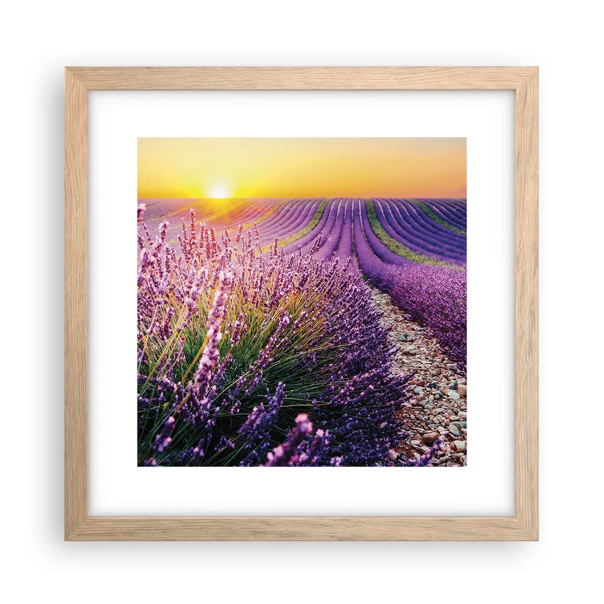 Plakat w ramie jasny dąb - Pachnący łan - 30x30 cm