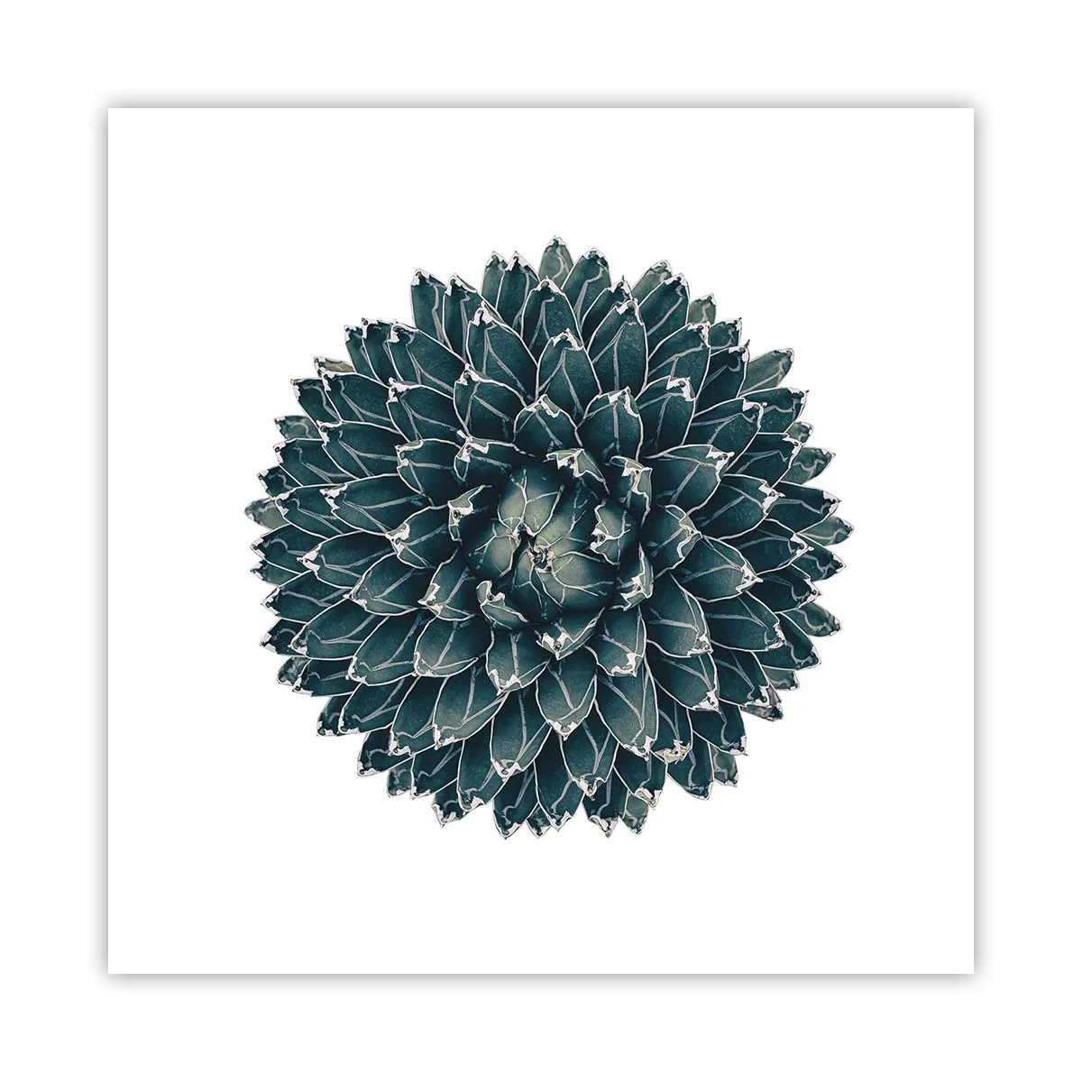 Plakat - Gwiazda pustyni - 50x50 cm