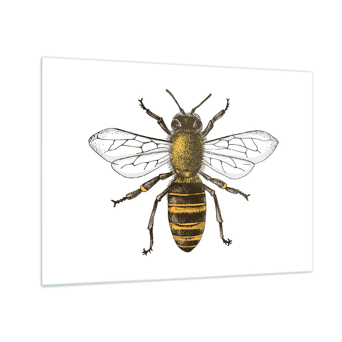 Obraz na szkle - Szczegółowa ilustracja pszczoły na białym tle - 70x50cm - Piękna i dobra - Nowoczesna dekoracja ścienna do salonu i sypialni ARTTOR