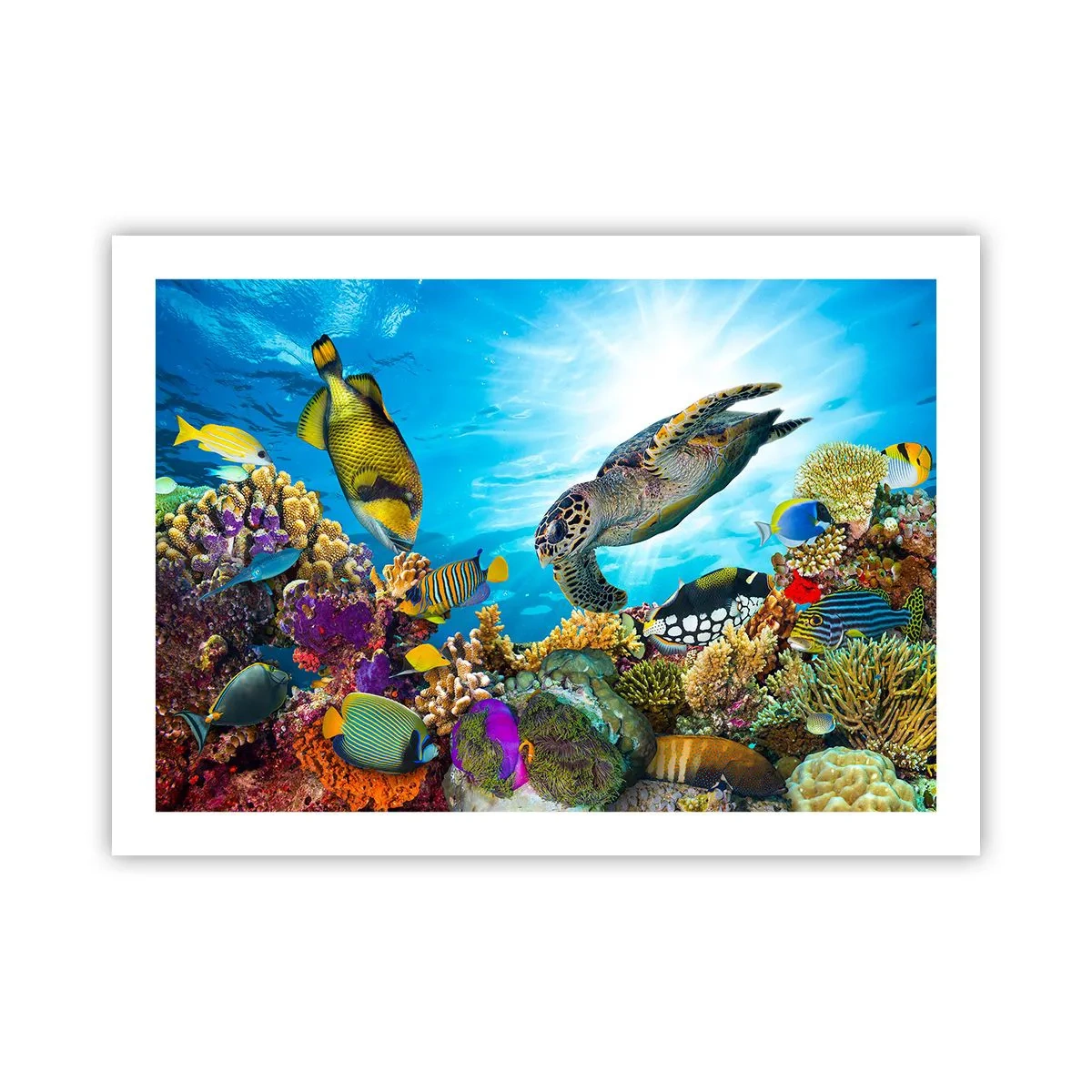 Plakat - Koralowa promenada - 70x50 cm