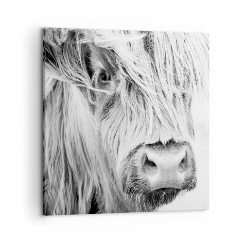 Obraz na płótnie - Szkocka dzikość - 50x50 cm