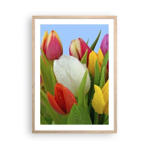 Plakat w ramie jasny dąb - Kwiatowa tęcza w kroplach rosy - 50x70 cm