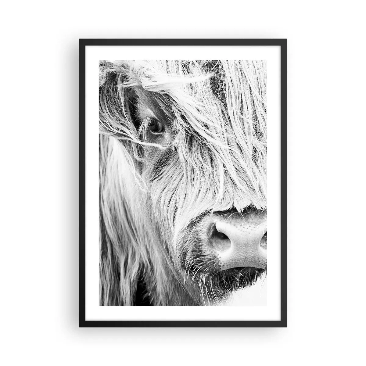 Plakat w czarnej ramie - Czarno-biały portret krowy szkockiej rasy wyżynnej w zbliżeniu - 50x70cm - Szkocka dzikość - Nowoczesna dekoracja ścienna do salonu i sypialni ARTTOR