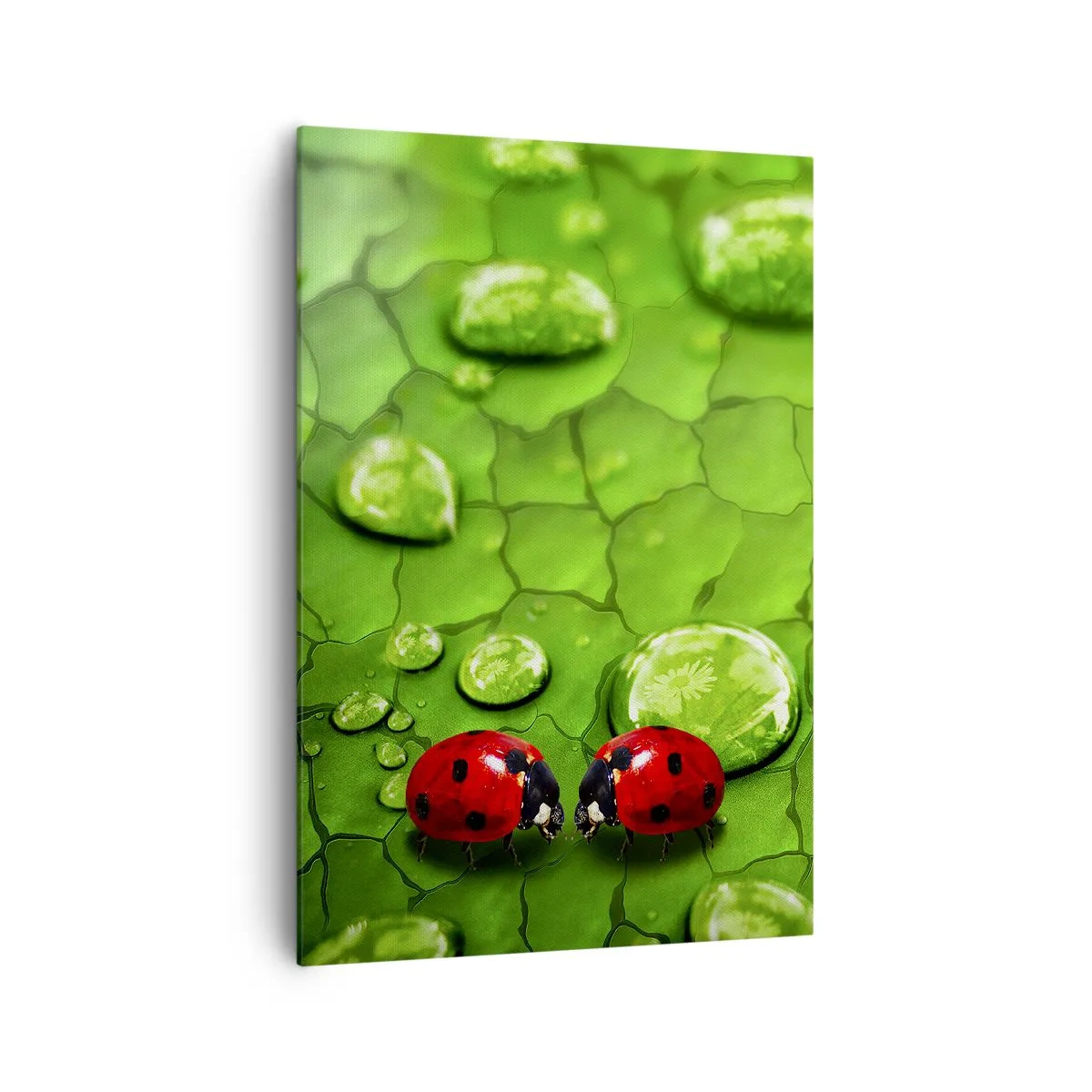 Obraz na płótnie - Dwie biedronki na liściu z kroplami wody w makrofotografii - 70x100cm - Spotkanie w zieleni - Nowoczesna dekoracja ścienna do salonu i sypialni ARTTOR