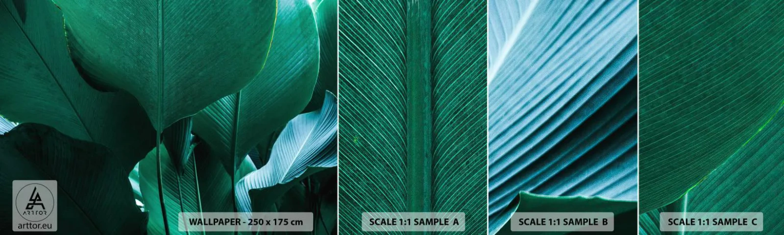 Fototapeta Próbka Standard Eco - Zwrócone do światła - Liść Bananowca, Bananowiec, Roślina - 100x30 cm