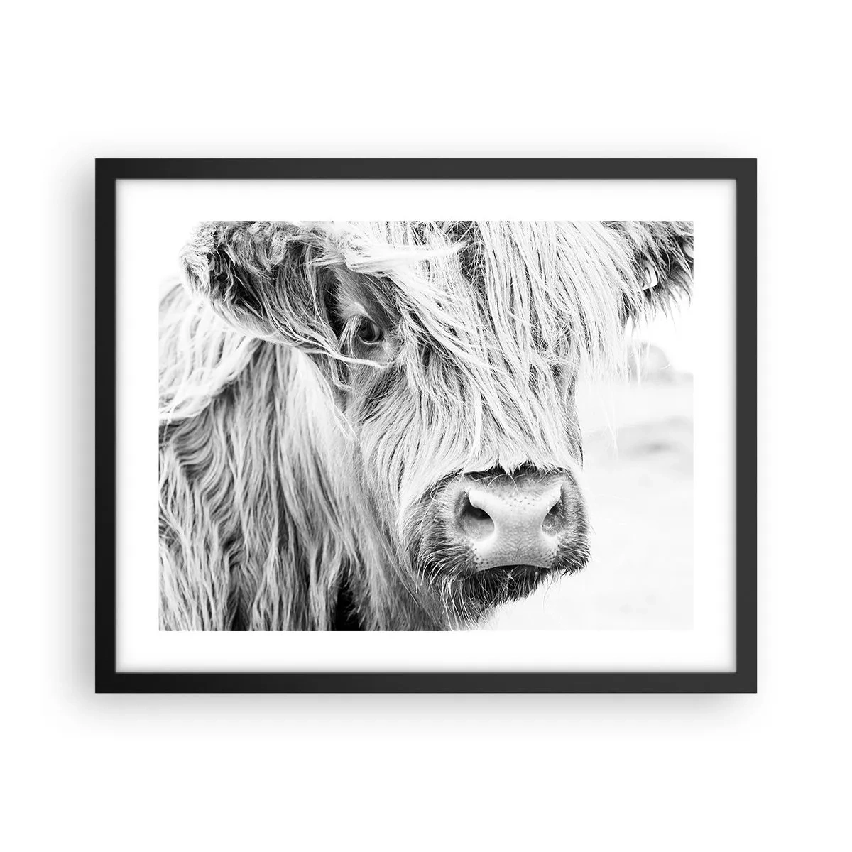 Plakat w czarnej ramie - Szkocka dzikość - 50x40 cm
