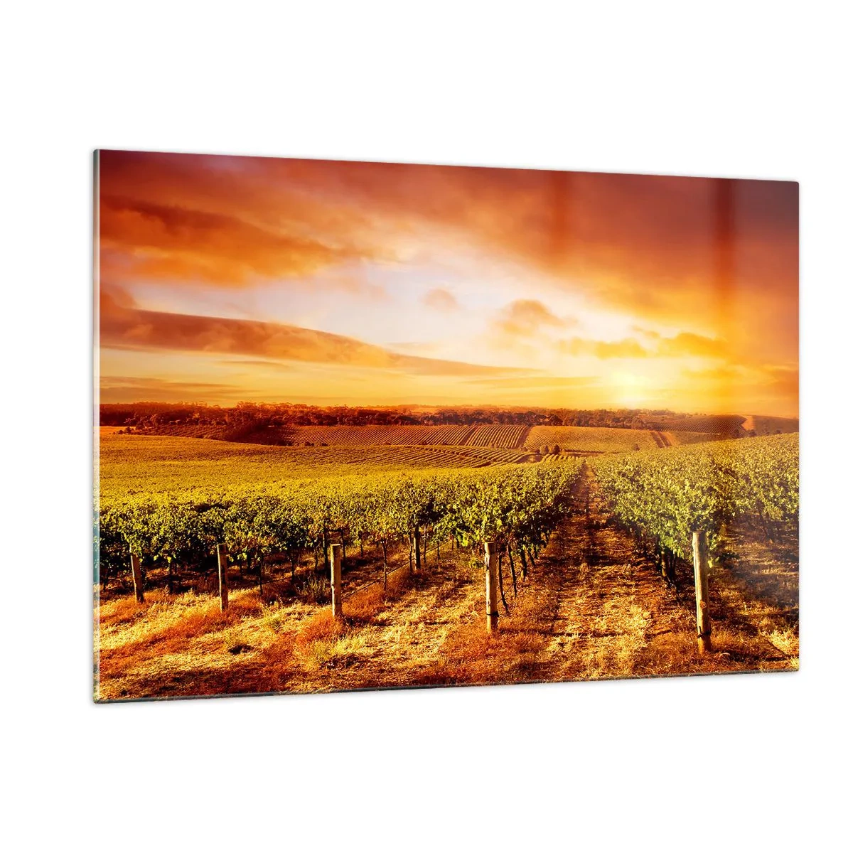 Obraz na szkle - Winorośla na polu o zachodzie słońca - 120x80cm - Delikatnie owocowe z nutą słońca - Nowoczesna dekoracja ścienna do salonu, kuchni i sypialni ARTTOR
