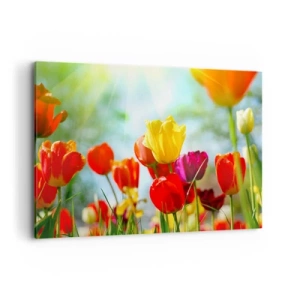 Obraz na płótnie - Kolorowe tulipany w promieniach słońca - 120x80cm - Wszystkie barwy słońca - Nowoczesna dekoracja ścienna do salonu, kuchni i sypialni ARTTOR