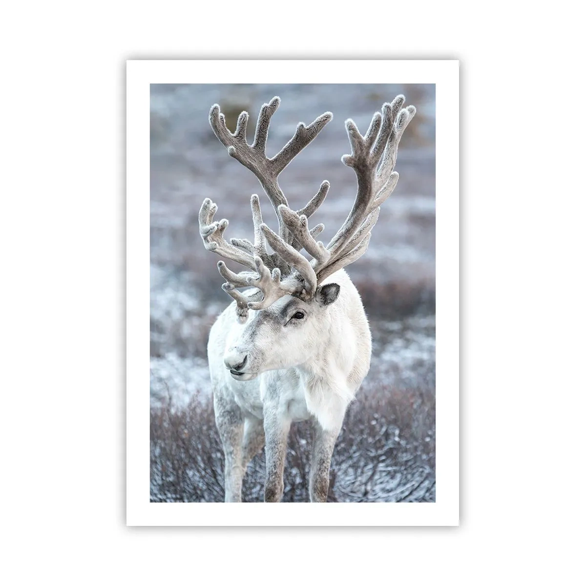 Plakat - Biały renifer w zimowym krajobrazie - 50x70cm - Portret w słońcu - Nowoczesna dekoracja ścienna do salonu, kuchni i sypialni ARTTOR