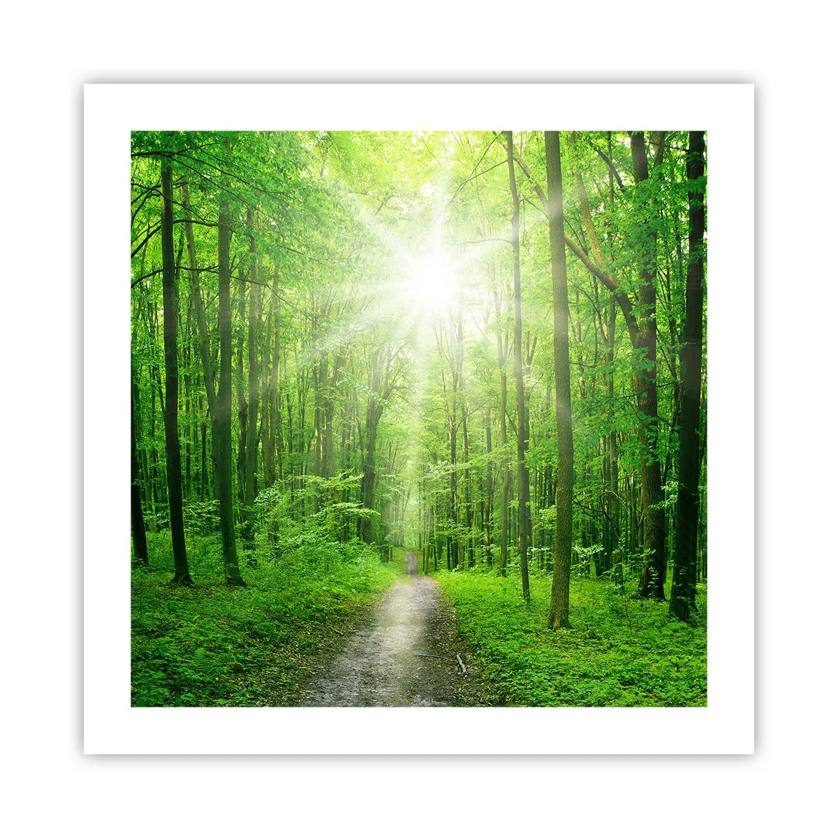 Plakat - Zielona katedra - 50x50 cm