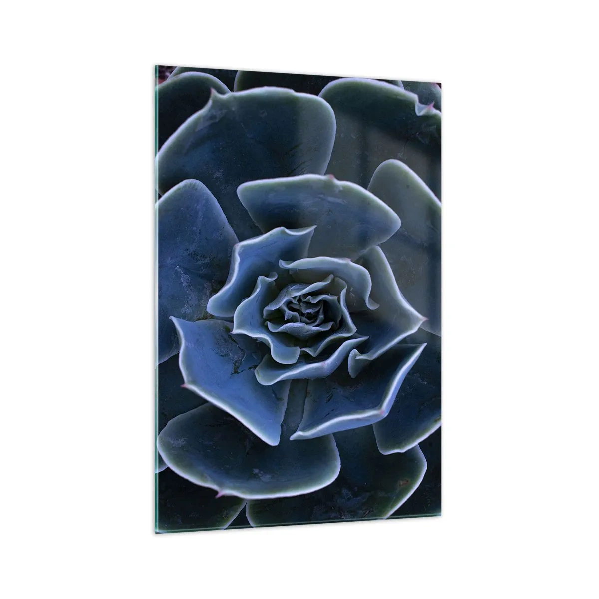 Obraz na szkle - Zbliżenie na rozetę zielonego sukulentu - 70x100cm - Kwiat pustyni - Nowoczesna dekoracja ścienna do salonu i sypialni ARTTOR