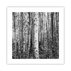 Plakat - Brzozowa kolumnada - 40x40 cm