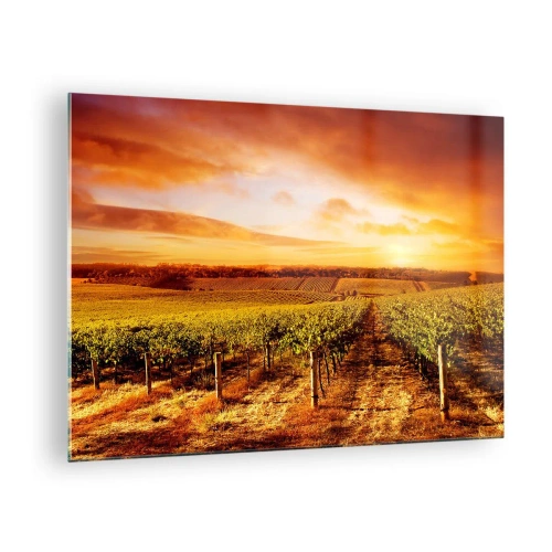 Obraz na szkle - Winorośla na polu o zachodzie słońca - 70x50cm - Delikatnie owocowe z nutą słońca - Nowoczesna dekoracja ścienna do salonu i sypialni ARTTOR